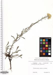 SMR000040, Helichrysum arenarium (L.) Moench, Eastern Europe, Middle Volga region (E8) (Russia)