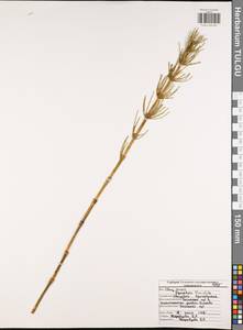 Equisetum fluviatile L., Eastern Europe, Central region (E4) (Russia)