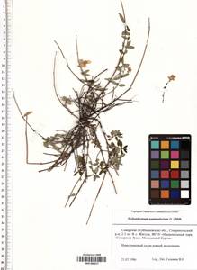 SMR000617, Helianthemum nummularium (L.) Mill., Eastern Europe, Middle Volga region (E8) (Russia)