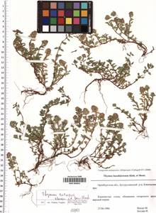 SMR000863, Thymus talijevii Klokov & Des.-Shost., Eastern Europe, Eastern region (E10) (Russia)