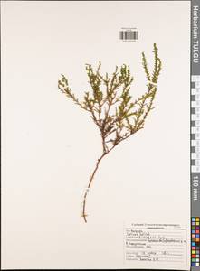 Calluna vulgaris (L.) Hull, Eastern Europe, Central region (E4) (Russia)