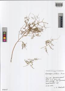 Asparagus pallasii Miscz., Siberia, Altai & Sayany Mountains (S2) (Russia)