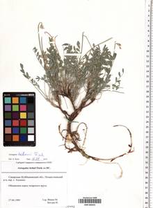 SMR000443, Astragalus helmii Fisch. ex DC., Eastern Europe, Middle Volga region (E8) (Russia)