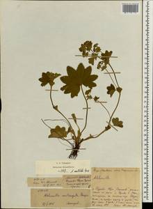 Alchemilla vulgaris L., Eastern Europe, Central region (E4) (Russia)