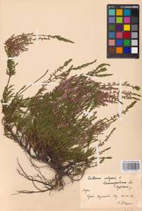 Calluna vulgaris (L.) Hull, Eastern Europe, North-Western region (E2) (Russia)