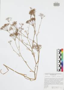 Falcaria vulgaris Bernh., Eastern Europe, Central region (E4) (Russia)