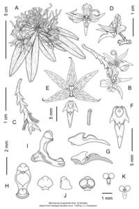 fig 1, Chamaeanthus longicheila (Aver. & Nuraliev) Vuong & Kumar, South Asia, South Asia (Asia outside ex-Soviet states and Mongolia) (ASIA) (Vietnam)