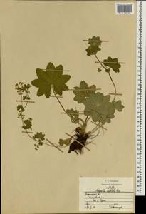 Alchemilla vulgaris L., Eastern Europe, Central region (E4) (Russia)