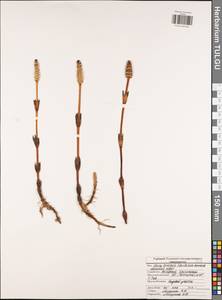 Equisetum arvense L., Eastern Europe, Central region (E4) (Russia)