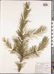 Pinus sylvestris L., Eastern Europe, Central region (E4) (Russia)