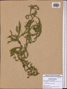 Lycopodium clavatum L., Eastern Europe, Central region (E4) (Russia)