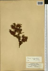 Taxus cuspidata Siebold & Zucc., Siberia, Russian Far East (S6) (Russia)