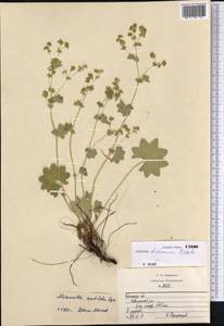 Alchemilla tichomirovii Czkalov, Eastern Europe, Western region (E3) (Russia)