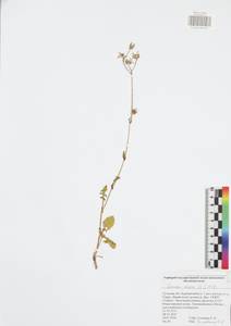 Sonchus asper (L.) Hill, Eastern Europe, Central region (E4) (Russia)