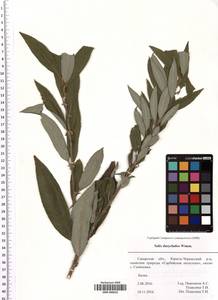 SMR000632, Salix gmelinii Pall., Eastern Europe, Middle Volga region (E8) (Russia)