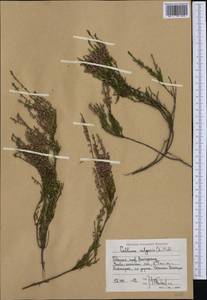 Calluna vulgaris (L.) Hull, Western Europe (EUR) (Sweden)