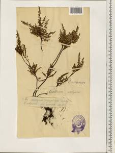 Calluna vulgaris (L.) Hull, Eastern Europe, Estonia (E2c) (Estonia)