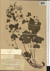 Alchemilla acutidens Buser, Eastern Europe, Northern region (E1) (Russia)