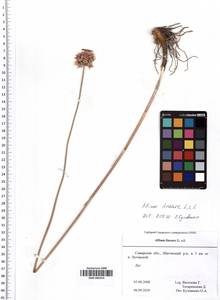 SMR000354, Allium lineare L., Eastern Europe, Middle Volga region (E8) (Russia)