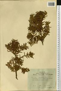 Taxus cuspidata Siebold & Zucc., Siberia, Russian Far East (S6) (Russia)