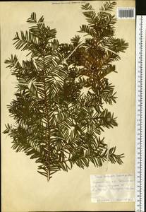 Taxus cuspidata Siebold & Zucc., Siberia, Russian Far East (S6) (Russia)