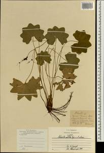 Alchemilla vulgaris L., Eastern Europe, Central region (E4) (Russia)