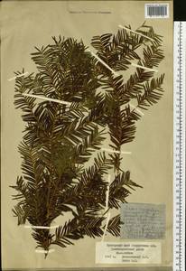 Taxus cuspidata Siebold & Zucc., Siberia, Russian Far East (S6) (Russia)