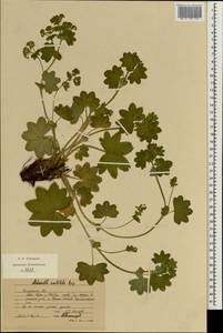 Alchemilla vulgaris L., Eastern Europe, Central region (E4) (Russia)