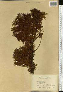 Taxus cuspidata Siebold & Zucc., Siberia, Russian Far East (S6) (Russia)