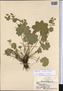 Alchemilla breviloba H. Lindb., Eastern Europe, Middle Volga region (E8) (Russia)