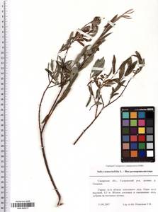 SMR000277, Salix rosmarinifolia L., Eastern Europe, Middle Volga region (E8) (Russia)