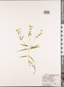 Rabelera holostea (L.) M. T. Sharples & E. A. Tripp, Eastern Europe, Central region (E4) (Russia)