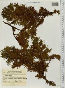 Taxus cuspidata Siebold & Zucc., Siberia, Russian Far East (S6) (Russia)