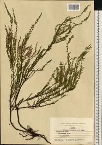 Calluna vulgaris (L.) Hull, Eastern Europe, Central region (E4) (Russia)