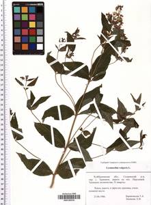 SMR000550, Lysimachia vulgaris L., Eastern Europe, Middle Volga region (E8) (Russia)