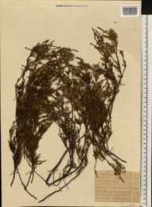 Calluna vulgaris (L.) Hull, Eastern Europe, Northern region (E1) (Russia)
