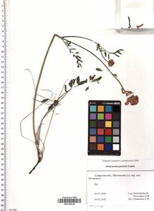 SMR000190, Hedysarum gmelinii Ledeb., Eastern Europe, Middle Volga region (E8) (Russia)