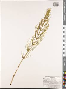 Equisetum arvense L., Eastern Europe, Central region (E4) (Russia)