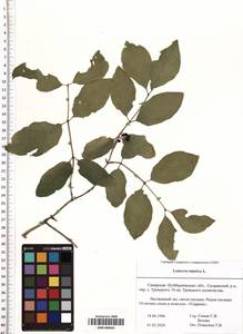 SMR000605, Lonicera tatarica L., Eastern Europe, Middle Volga region (E8) (Russia)