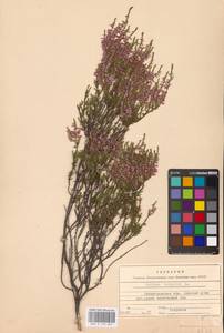 Calluna vulgaris (L.) Hull, Eastern Europe, North-Western region (E2) (Russia)