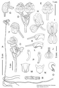 fig 2, Orchidaceae, South Asia, South Asia (Asia outside ex-Soviet states and Mongolia) (ASIA) (Vietnam)