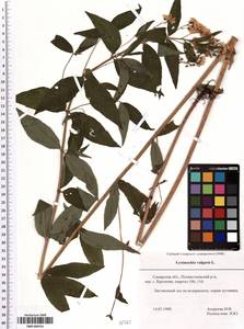 SMR000761, Lysimachia vulgaris L., Eastern Europe, Middle Volga region (E8) (Russia)