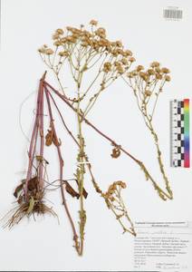 Jacobaea vulgaris subsp. vulgaris, Eastern Europe, Central region (E4) (Russia)