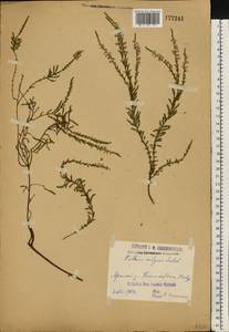 Calluna vulgaris (L.) Hull, Eastern Europe, Volga-Kama region (E7) (Russia)