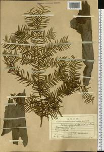 Taxus cuspidata Siebold & Zucc., Siberia, Russian Far East (S6) (Russia)