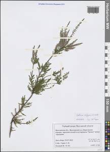 Calluna vulgaris (L.) Hull, Eastern Europe, Central forest region (E5) (Russia)