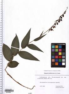 SMR000882, Epipactis helleborine (L.) Crantz, Eastern Europe, Middle Volga region (E8) (Russia)