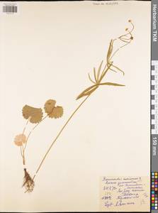 Ranunculus auricomus L., Eastern Europe, Central region (E4) (Russia)