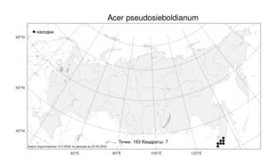 Acer pseudosieboldianum (Pax) Kom., Atlas of the Russian Flora (FLORUS) (Russia)