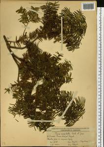 Taxus cuspidata Siebold & Zucc., Siberia, Russian Far East (S6) (Russia)